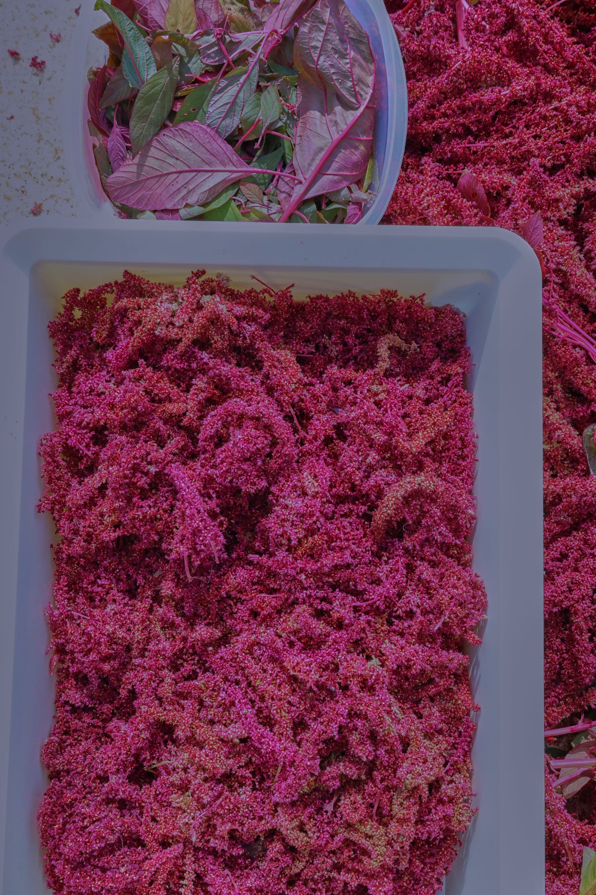amaranth flowers and leaves amaranth flowers and leaves