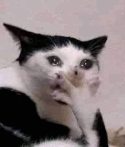 Gatinho preto e branco com expressão de assustado.