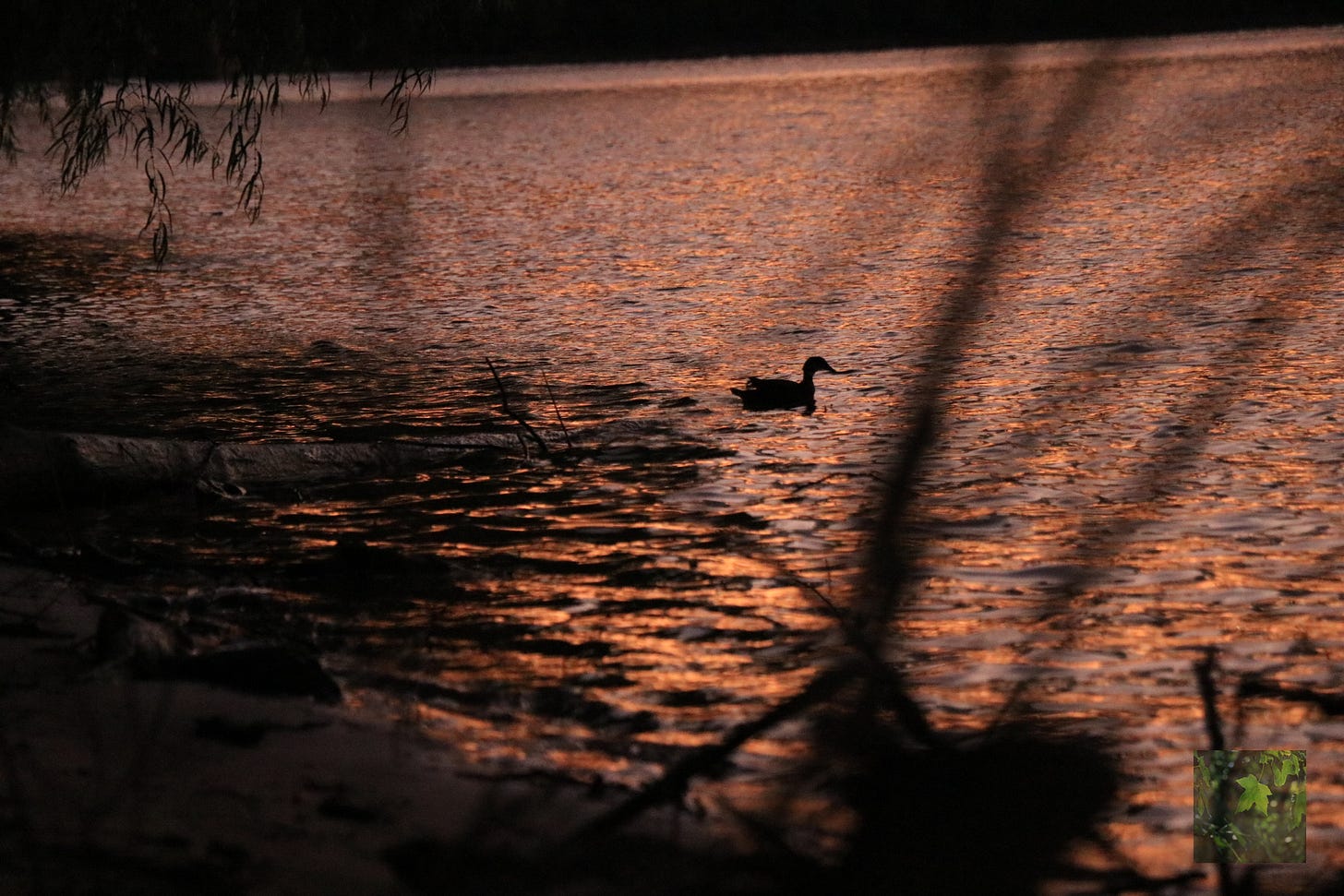 A duck standing in the river at dusk