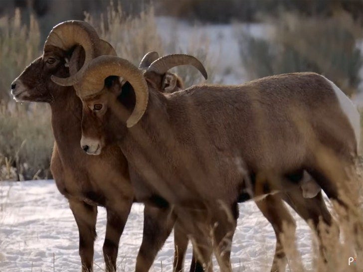rams peacock tv