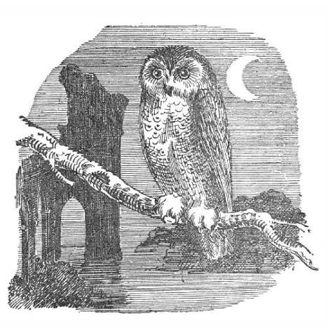 Owl In the Ruins logo