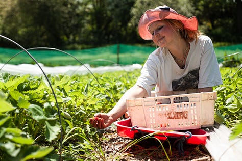 Pictures of strawberries grown in fields and strawberries being picked
