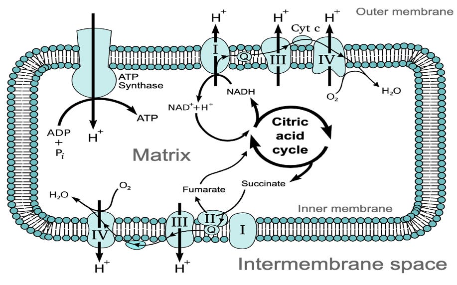 Diagram of a cycle of interembral

AI-generated content may be incorrect.