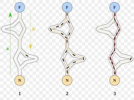 Swarm Intelligence - Optimization Algorithms | Kaggle