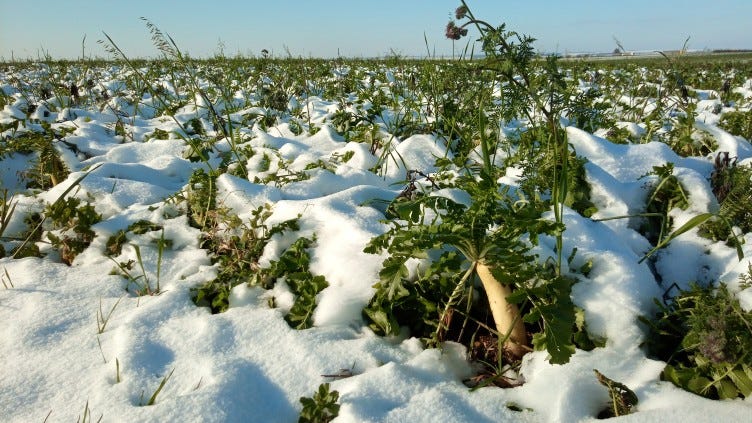 My no-till field is protected by crop residues and cover crops in January.