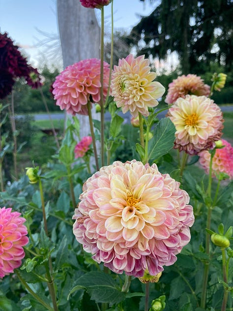 Seedling dahlias