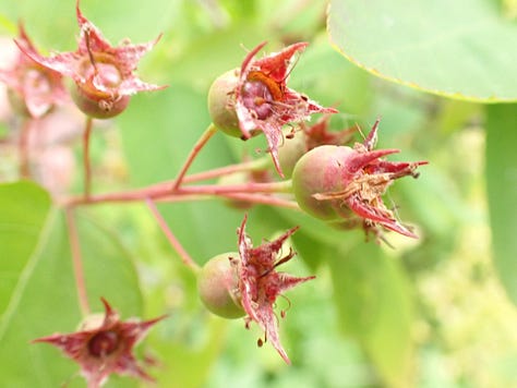 Unripe green and ripe purple juneberry fruits