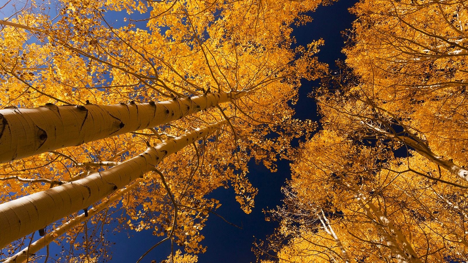 EarthStuff - Populus Tremuloides [Aka Aspen] As A Natural Fire Barrier In Canada’s Boreal Forest Under A Changing Climate