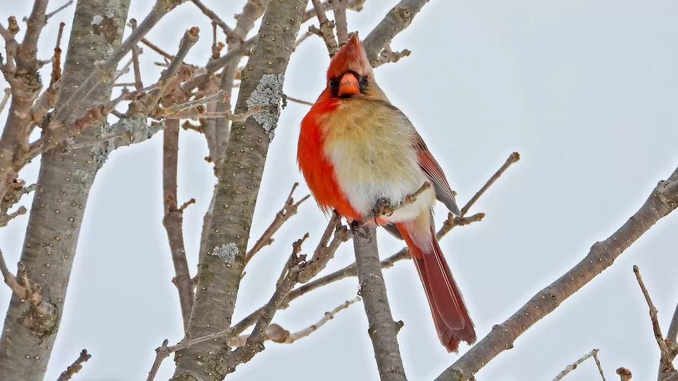 gynandromorph bird - cardinal gynandromorph bird - cardinal