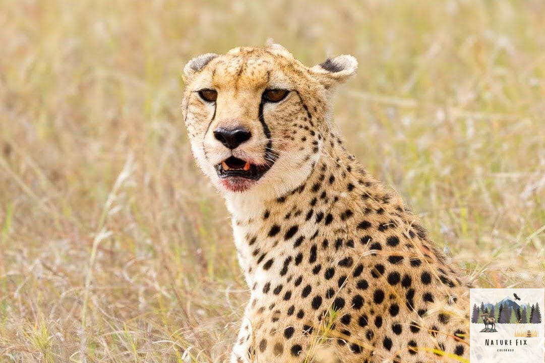 Cheetah with bloody "smile", Cheetah hunting prey