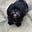 Hootie and the Shih Tzu's avatar