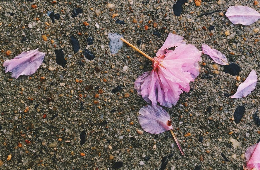 Rain soaked flower petals strewn across speckled concrete.