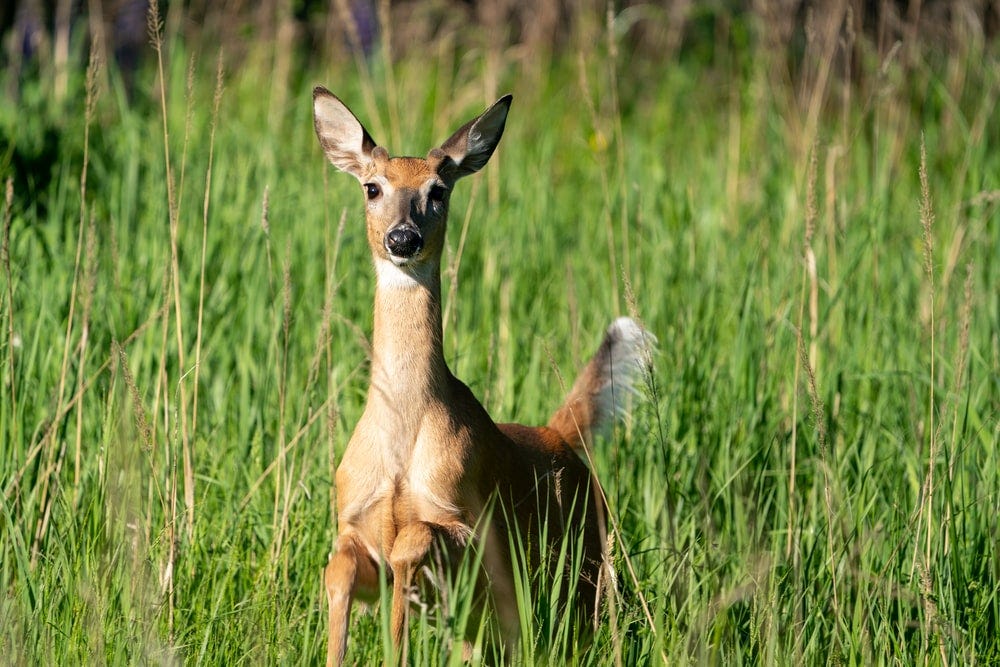 Oh, deer! Plants Bambi won't (usually) eat