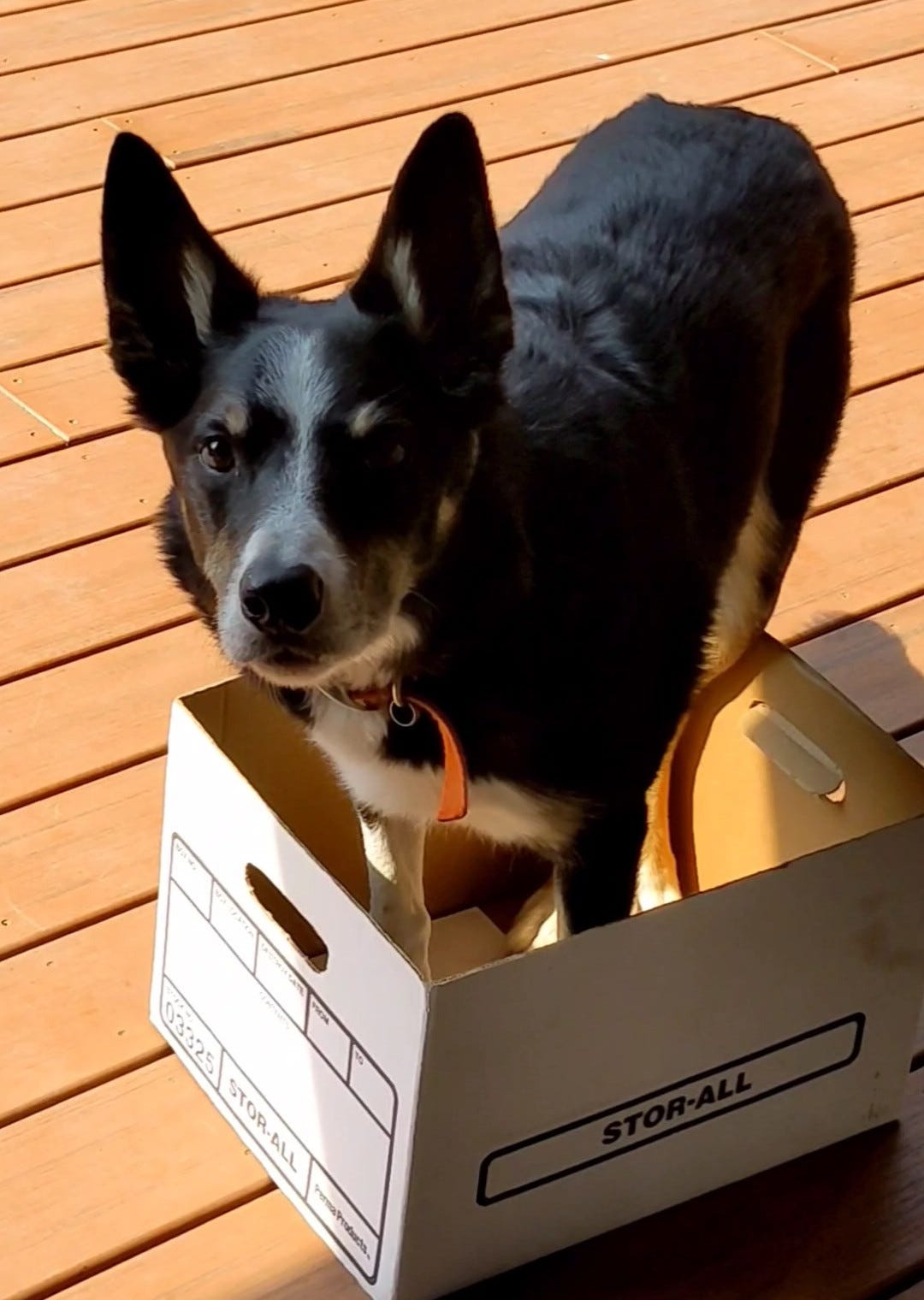 Dog in box