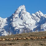 Wes Siler’s Newsletter | Substack