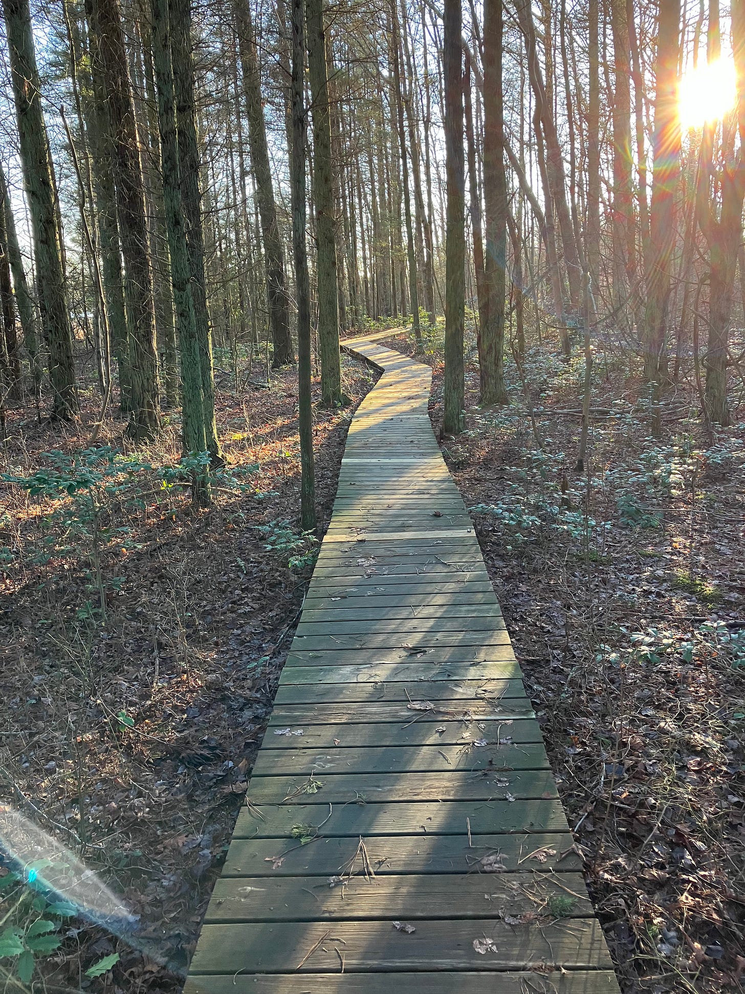 The path ahead (photo of a path in the New Jersey Pine Barrens)
