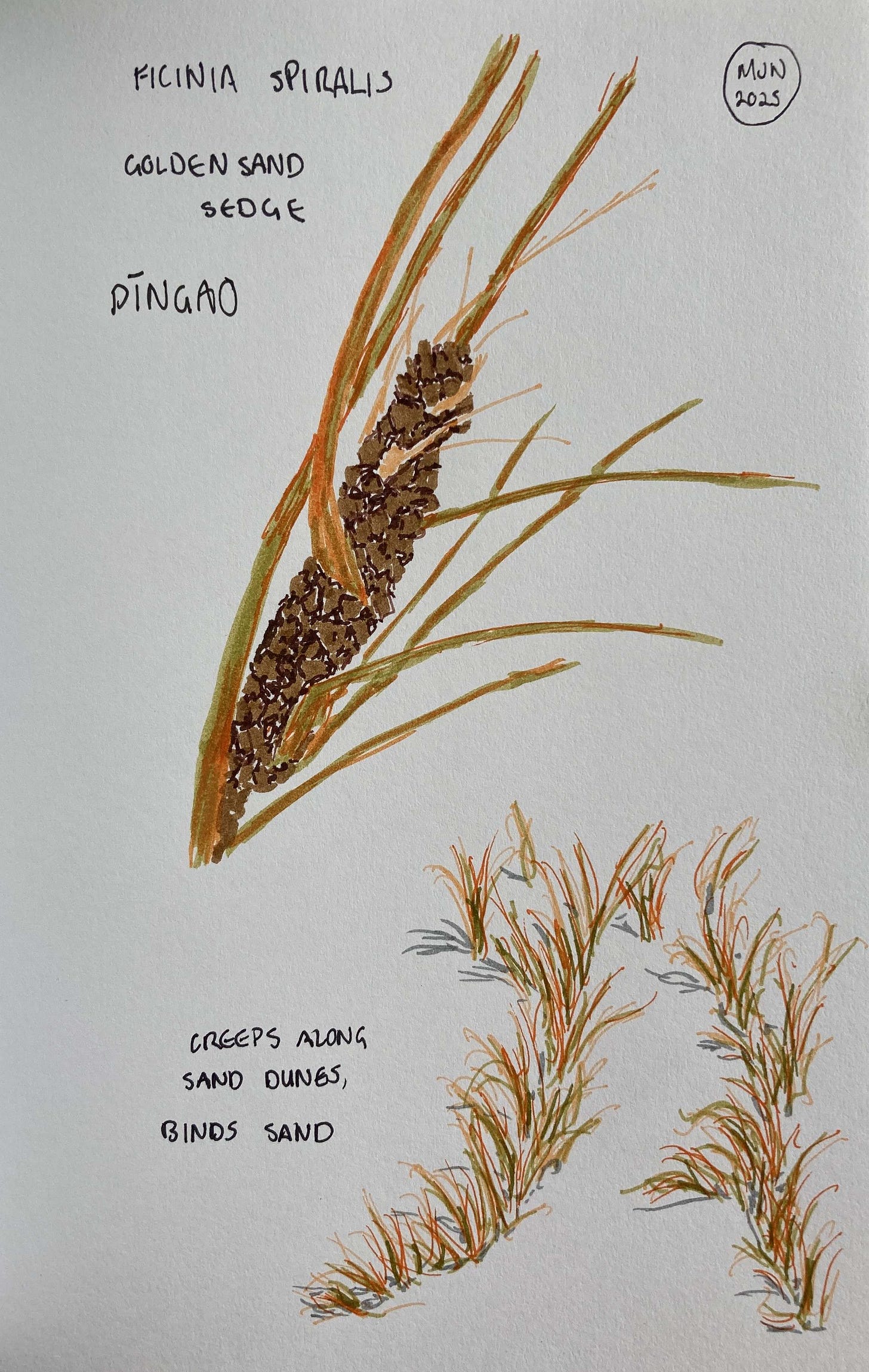 A felt pen drawing of pīngao, showing a seed head with a few bracts and a separate drawing showing a spreading patch of pīngao