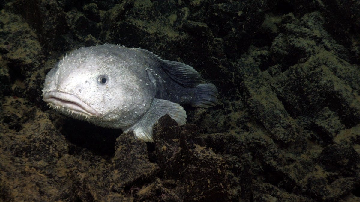 Blobfish, facts and information | National Geographic