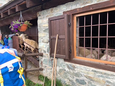 The milking of sheep and cheeses that mature in a special climate.