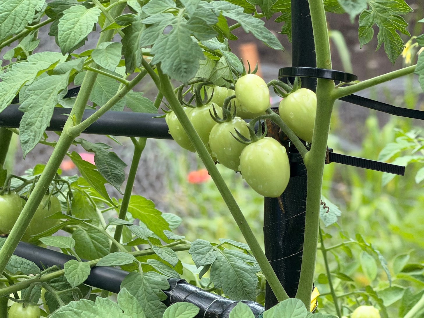 bunch of green tomatoes on trellis