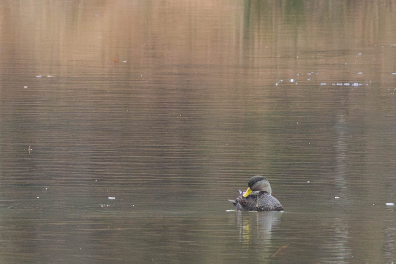 A male American black duck (who is dark brown with a yellow bill), floating on a bronze lake A male American black duck (who is dark brown with a yellow bill), floating on a bronze lake