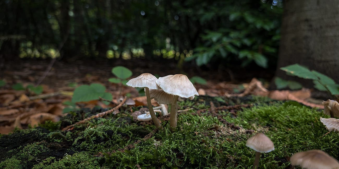In My Cottage Garden: October 2024 