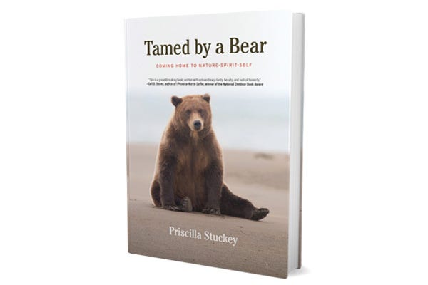 Book image for Tamed by a Bear, showing a brown bear sitting quietly upright on a sandy background, looking at you