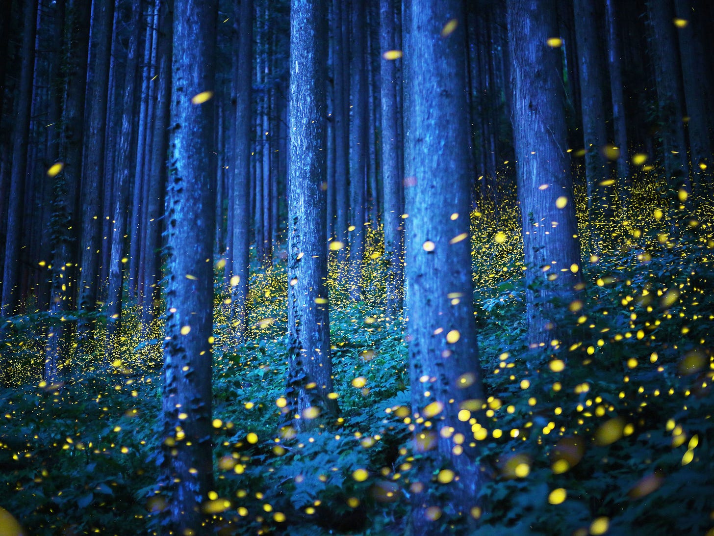 Kei Nomiyama captures hundreds of fireflies in mid-air. | Night forest ...