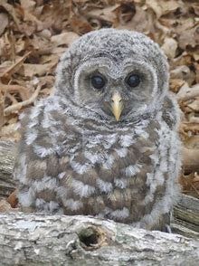 Image result for baby owl photos