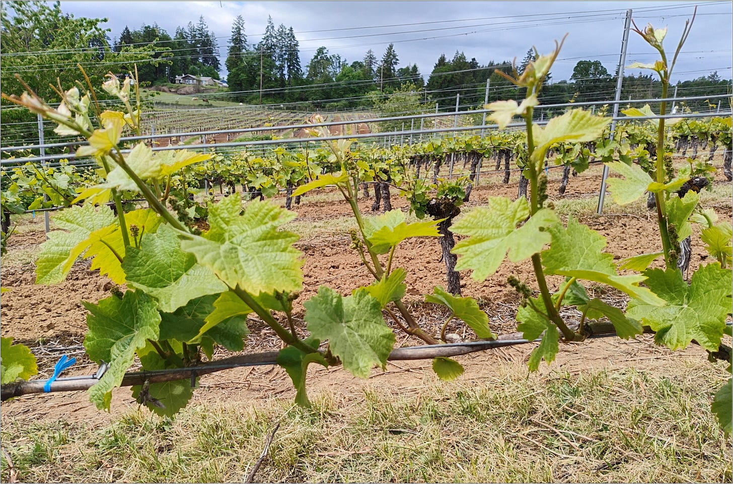 Pinot Noir shoots spaced about 4 inches apart on the fruiting cane.