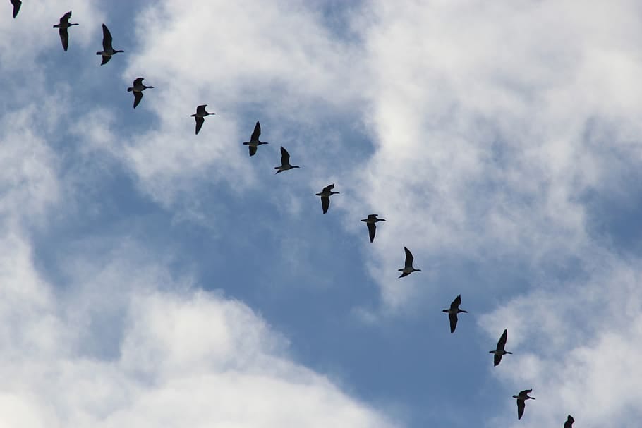 bird migration, migratory birds, wild geese, blue, sky, travel, south, geese, cross, clouds bird migration, migratory birds, wild geese, blue, sky, travel, south, geese, cross, clouds