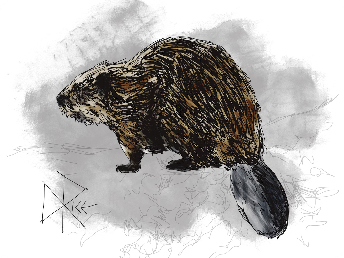 A beaver sits on the bank of a tributary that has become a home. Sketch art by Don Rice.