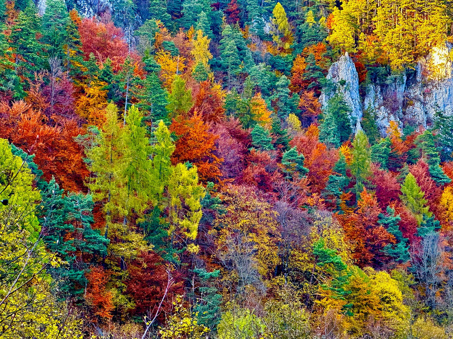 Autumn leaves on the mountainside in Brasov - edited for even brighter colors