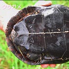 「汚い川でも生きる」クサガメは、かなりしたたかな亀だった