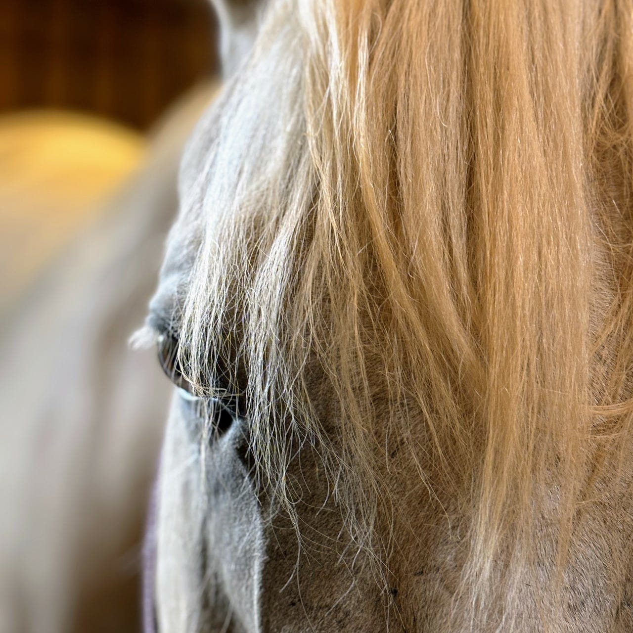 Look Homeward, Horse