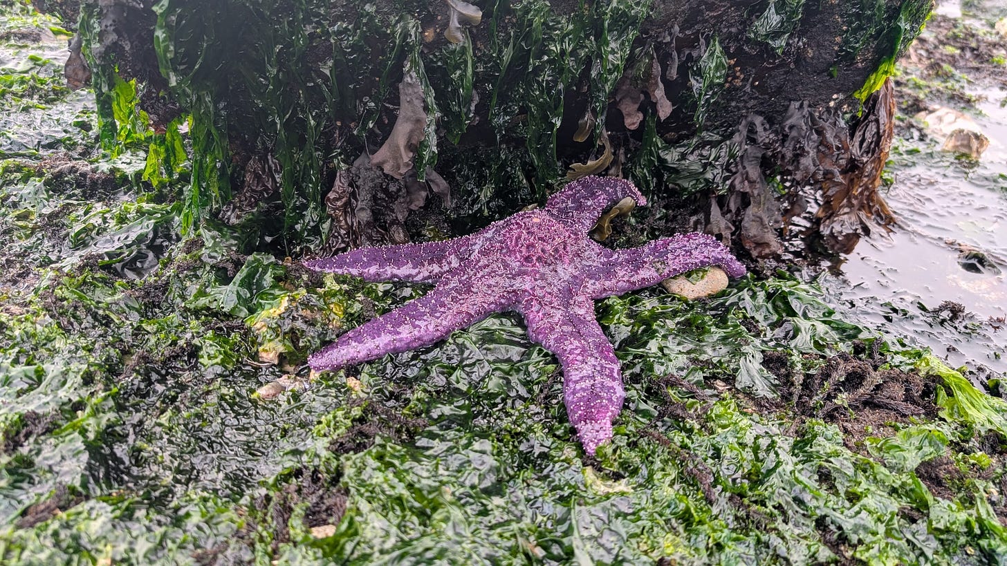 a photo of a purple starfish a photo of a purple starfish