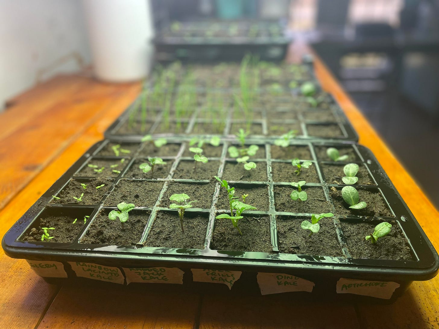 baby kales, artichokes, celery and others in flats, under grow lights