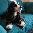 Drawing Dogs at Home 