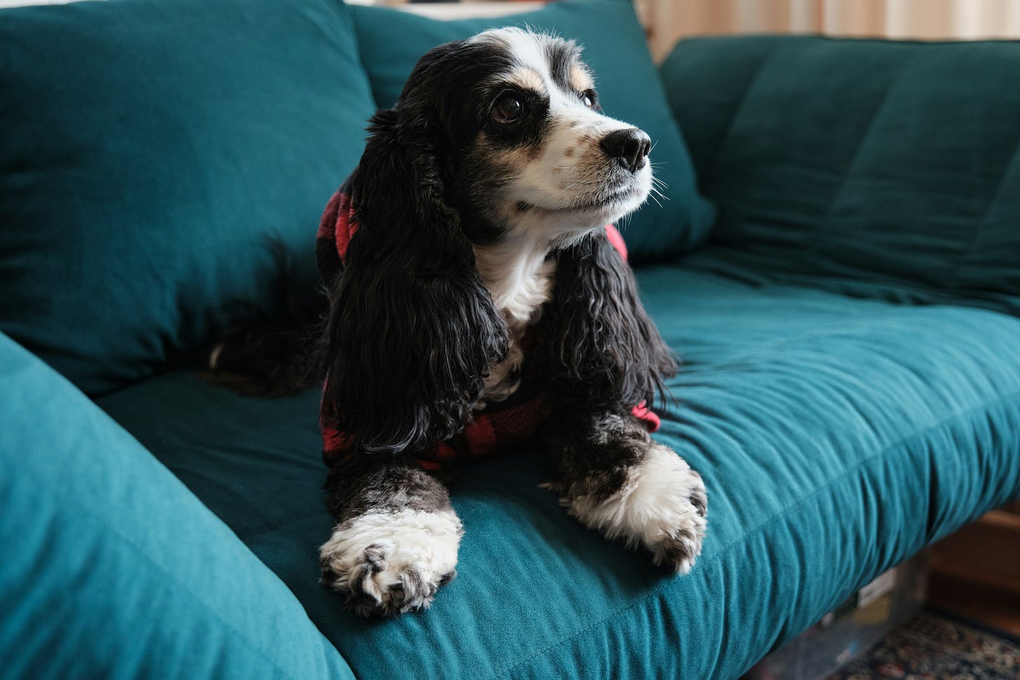Black & White Spaniel on green sofa