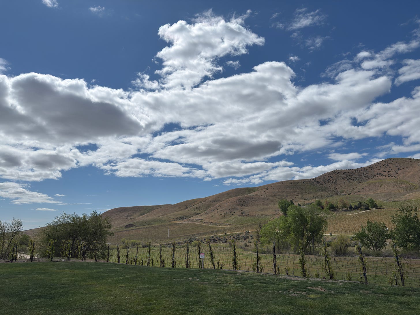 A vineyard in Idaho's Snake Valley 