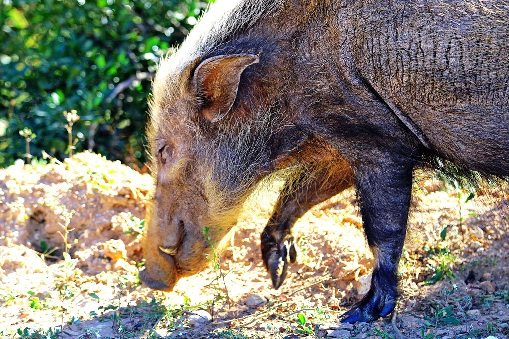 Side view of a bushpig Side view of a bushpig
