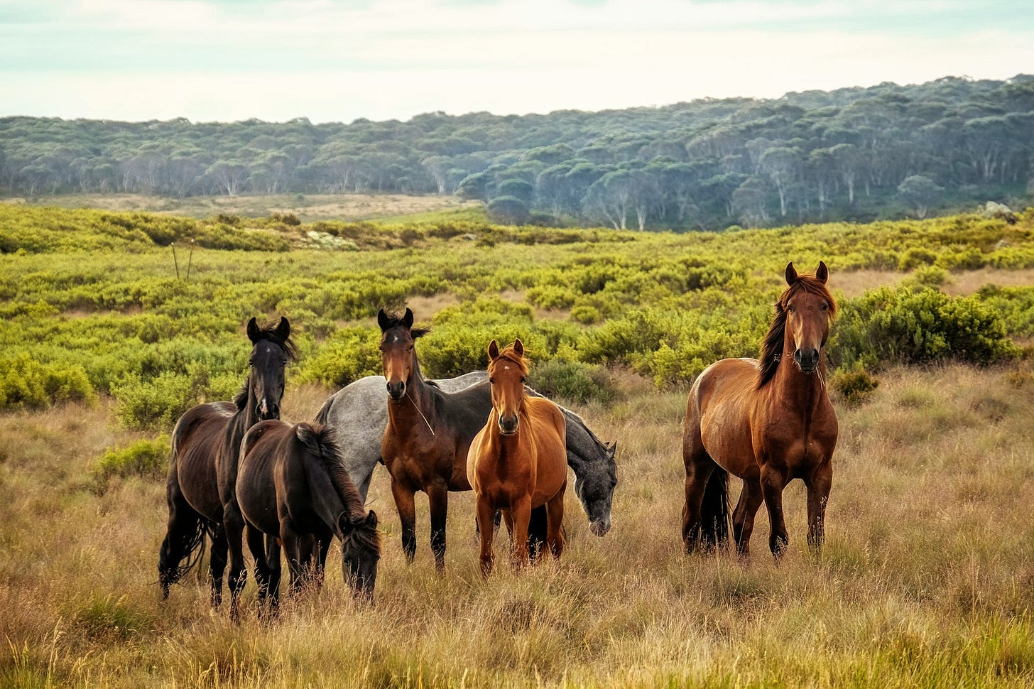 a herd of horses