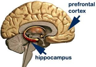 The Prefrontal Cortex During Sleep | Psychology Today The Prefrontal Cortex During Sleep | Psychology Today
