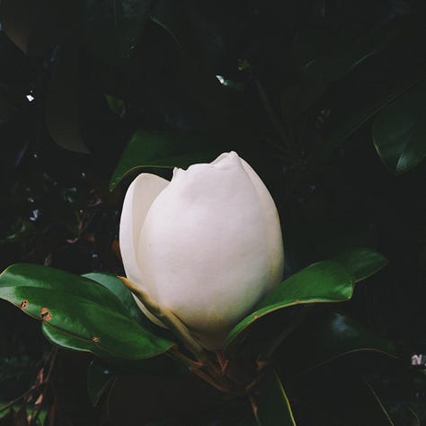 An assortment of flowers.