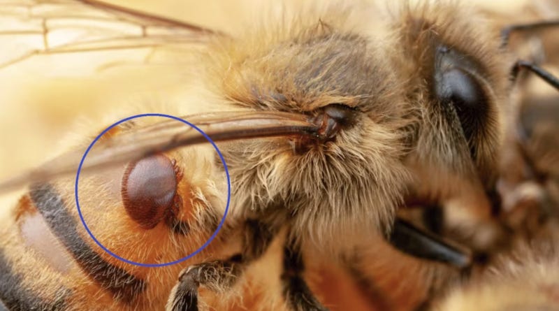 Varroa destructor on honeybee Varroa destructor