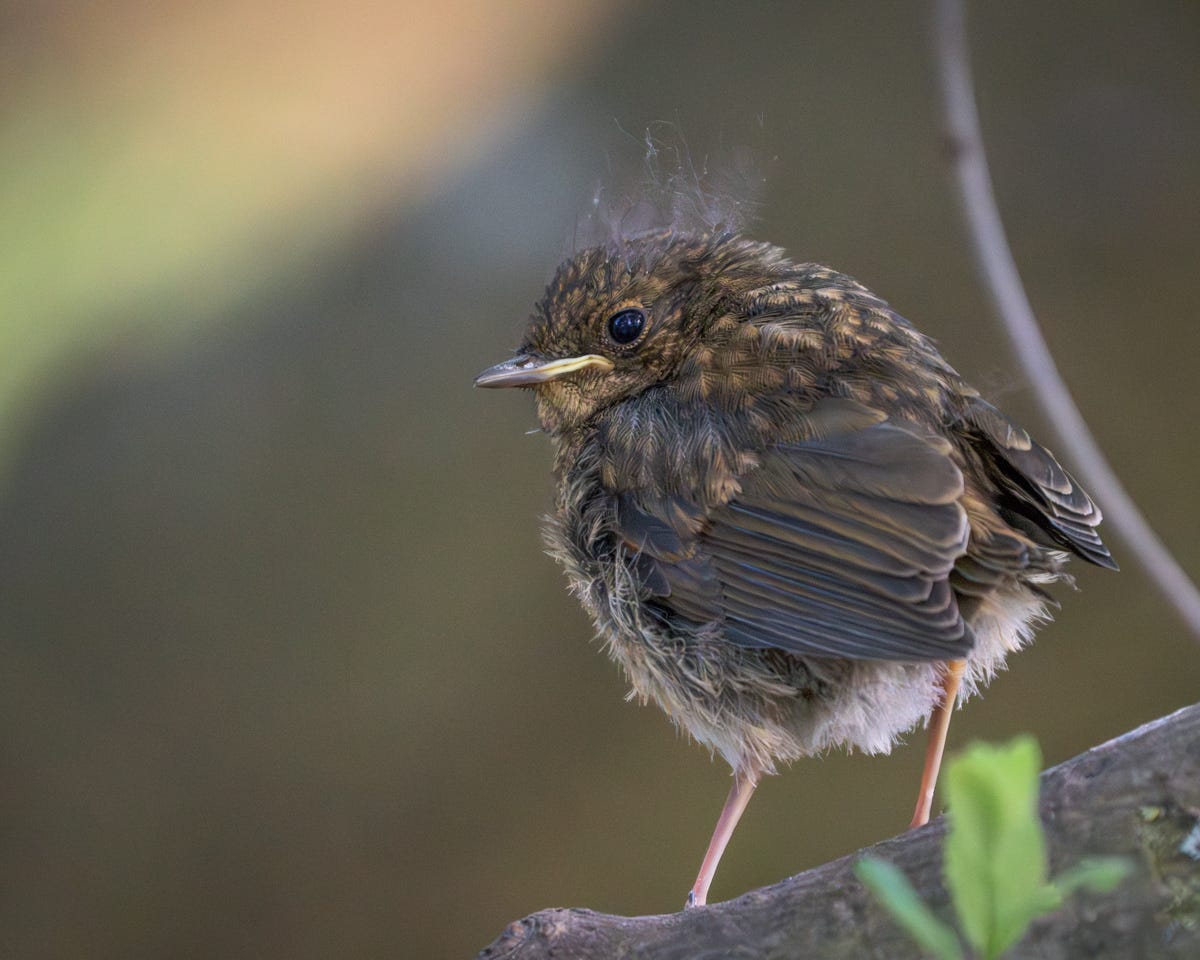 A fluffy, scruffy juvenile robin with a slightly grumpy expression