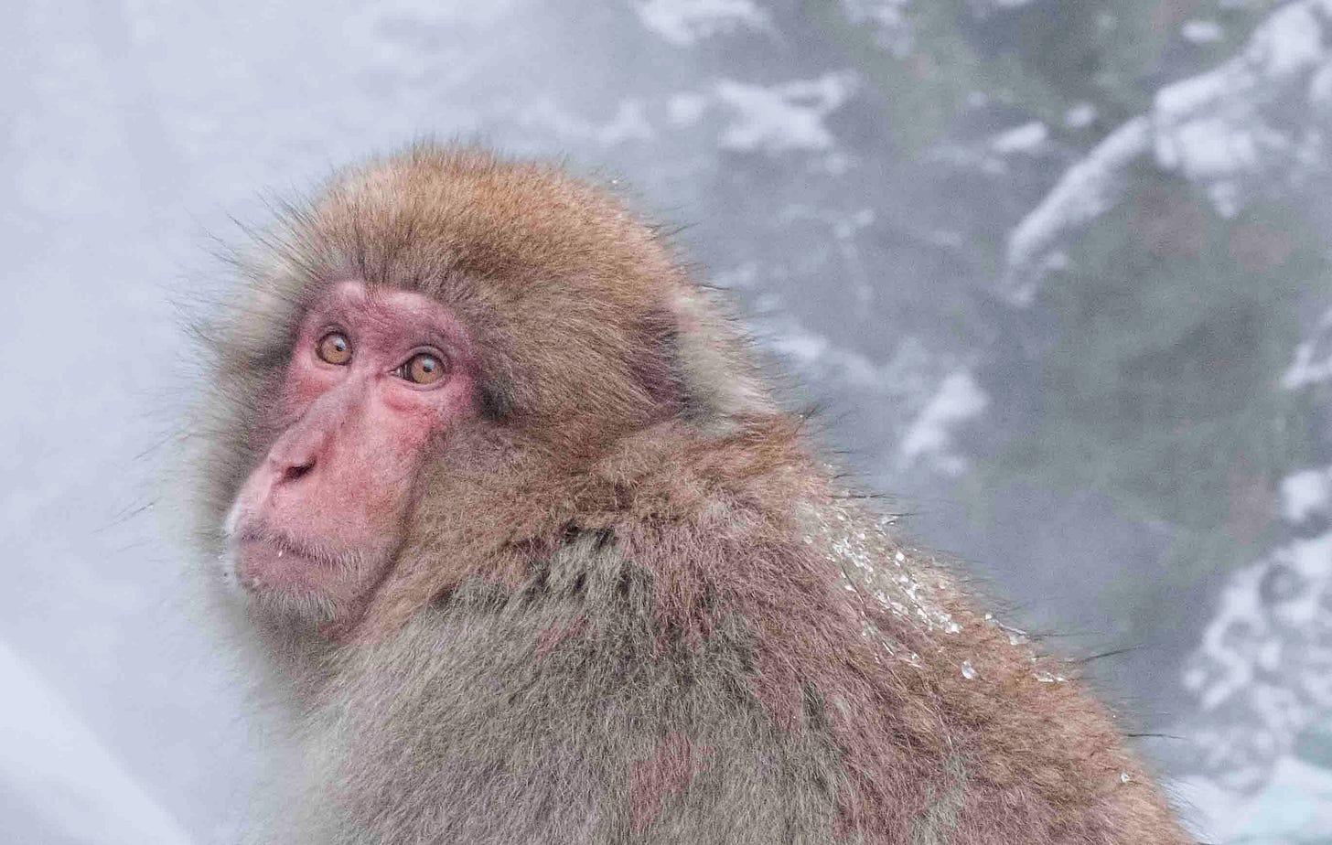 a close-up of an adult snow monkey in Jigokudani Monkey Park, Japan