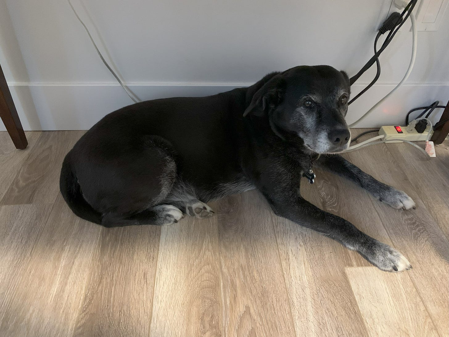 Black dock lying under desk next to wall outlet and messy wires