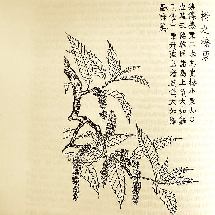 chestnuts in china and vietnam