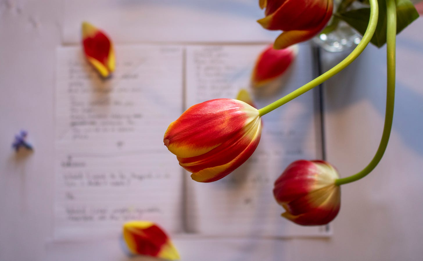The images shows some red and yellow tulips in the forefront and some writing, blurred in the background. The images shows some red and yellow tulips in the forefront and some writing, blurred in the background.